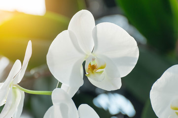 Close up white orchid