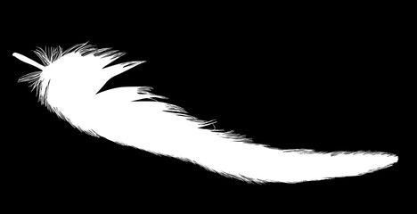 white long isolated feather on black