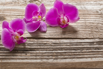 Pink orchid flowers on a wooden background