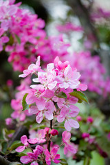 Beautiful apple tree flowers