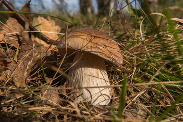 Mushroom boletus on the background of fallen leaves