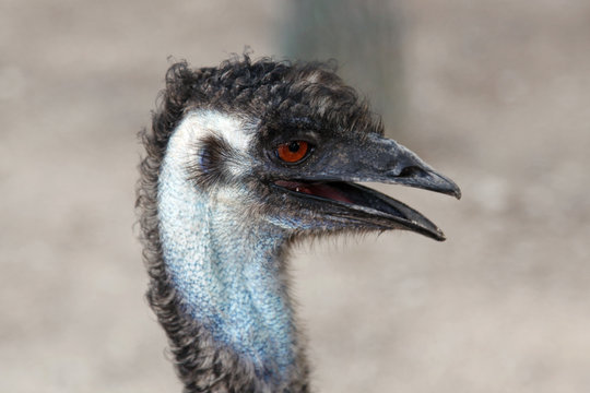 Ostrich head in profile