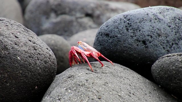Sally lightfoot crab (Grapsus grapsus) on North Seymour island, Galapagos National Park, Ecuador