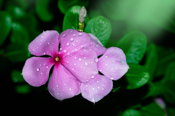 Evergreen Vinca Flower - Stock Image