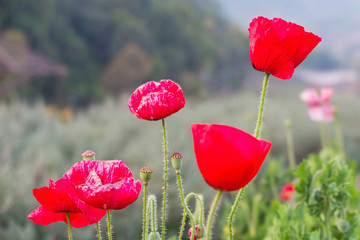 Obraz premium Czerwony kwiat w zielonym tle ogrodu