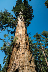 Sequoia Sentinal