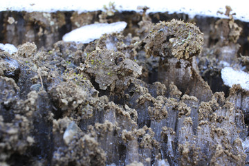 Frost crystals