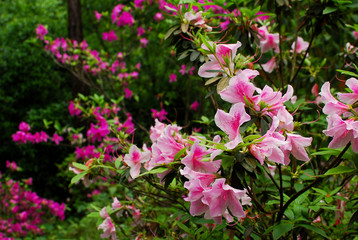 The blooming azalea in garden in spring season