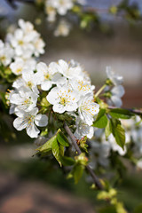 Cherry blossoms on a branch in the sunshine. Tonning photo