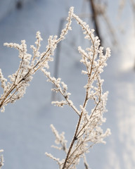 Branch plants in frost. Beautiful Sunny winter view of the snow.