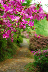 Obraz premium The blooming azalea in garden in spring season