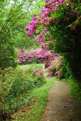 Fototapeta na wymiar The blooming azalea in garden in spring season