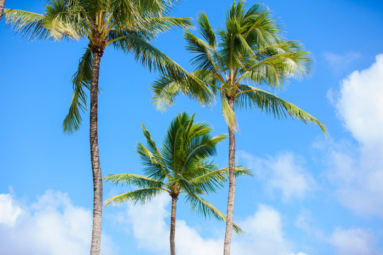 Coconut trees against beautiful blue skies. tropical setting.