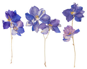 Pressed flowers, isolated