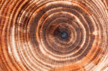 Tree rings background
