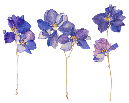 Pressed Flowers, Isolated