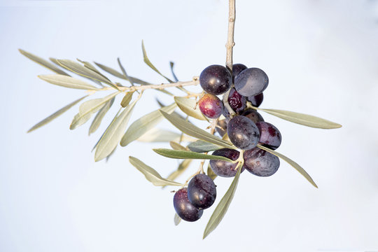 Ripe black olives on a spring