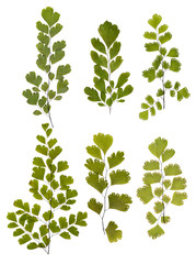 Green fern leaves © Coffeechocolates
