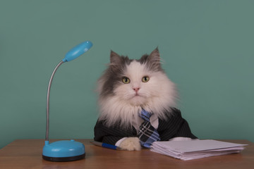 cat manager in a suit sitting in the office - 101270904
