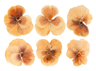 Head pressed dried violet flowers isolated