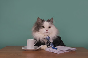 cat manager in a suit sitting in the office - 101270924