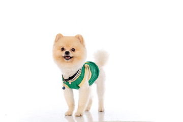 pomeranian dog short hair on white background