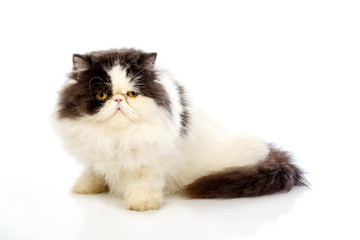 Persian cats on white background