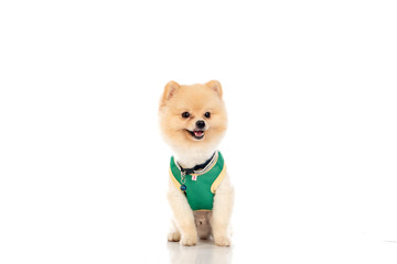 pomeranian dog short hair on white background