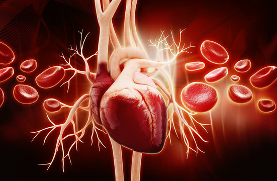 Anatomy Of Human Heart And Blood Cells