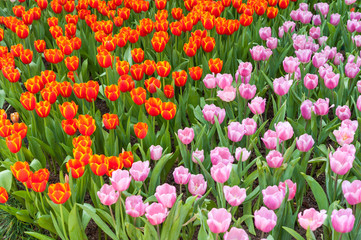 Red and pink tulip flower field