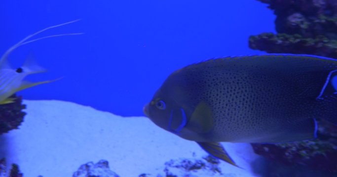Koran Angelfish,Pomacanthus Semicirculatus,Speckled Blue And Yellow Fish Closeup,Symphorichthys spilurus
