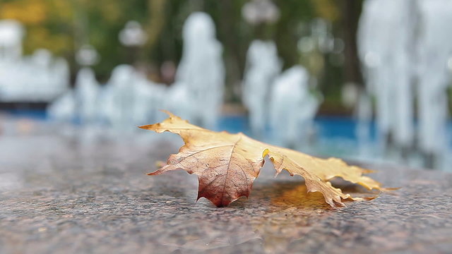 Yellow maple leaf laying on marble edge of fountain and moving under wind
