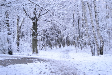 Первый снег в лыткаринском лесу