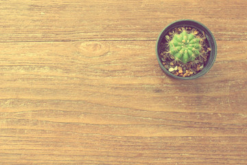 The cactus in pot with wood background, soft focus in vintage style from the bird eye view or top view, instagram filter effect style