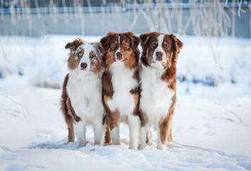 Group of three australian shepherd dogs in winter 