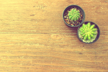 The cactus in pot with wood background, soft focus in vintage style from the bird eye view or top view, instagram filter effect style
