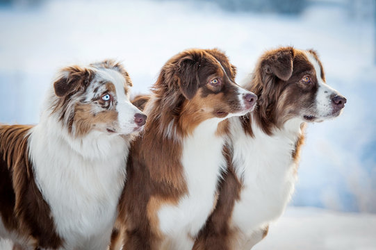 Portrait Of Three Australian Shepherd Dogs In Winter