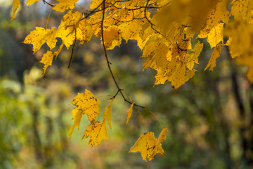 abstract view of colorful fall foliage