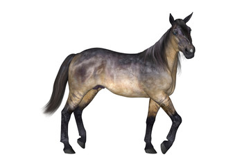 Grulla Horse on White