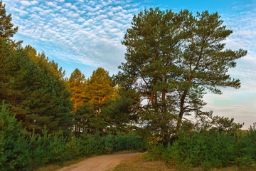  Road through a pine forest .Summer evening.
