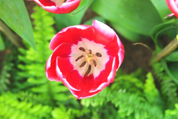The tulip pollen with green background, selective focus on the pollen