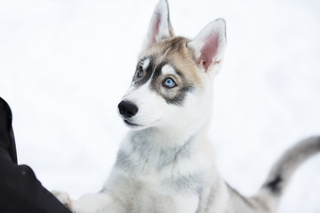Portrait of a husky puppy