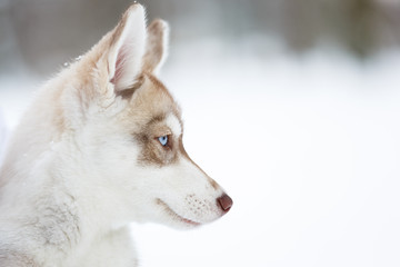 Portrait of a husky puppy