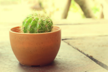 The blurred cactus in pot with blur background in vintage style