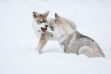 Playful husky puppies © castenoid