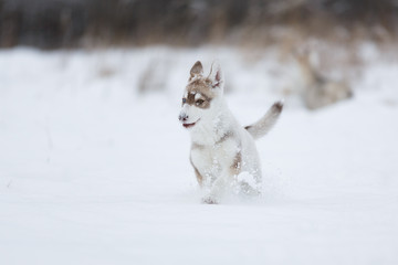 Running husky puppy