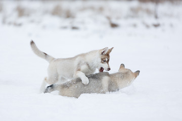 Playful husky puppies