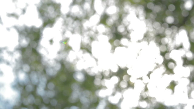 Defocused blurred leaves birch leaf forest nature background. Bokeh foliage lights. Tranquil scene. Camera locked down. Overexposed Full HD scene, 1080p.