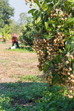 Longan Agriculture area in north of Thailand