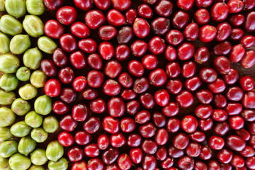 fresh coffee beans before roast.